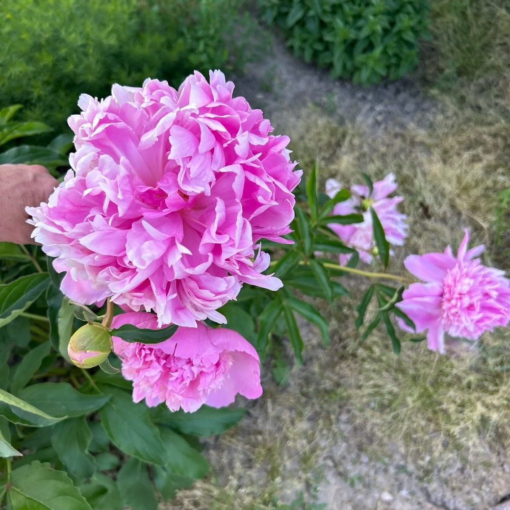 Vibrant Pink Peony Flowers